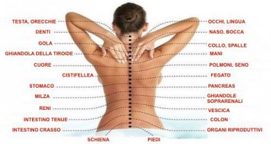 Colonna vertebrale e organi sono collegati