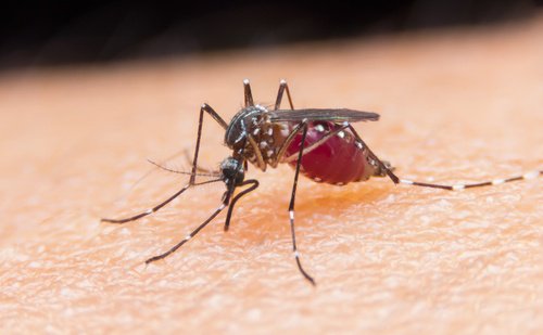4 curiosi consigli per tenere lontane le zanzare