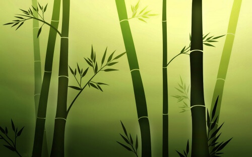 bamboo illustrato