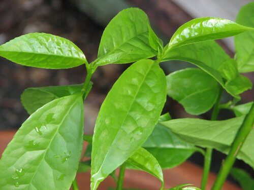 Guayusa