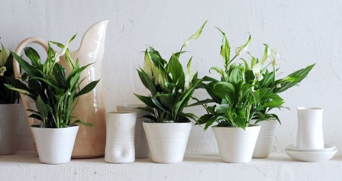piante ornamentali in vasi bianchi