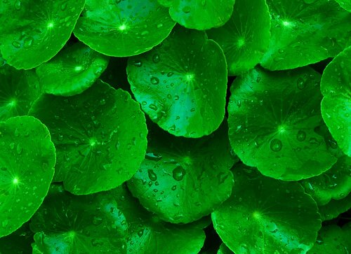 centella