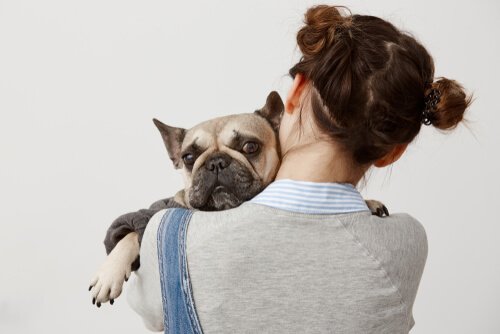 animali domestici