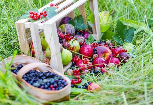 I frutti rossi fanno molto bene all'organismo