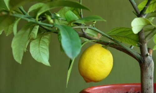 Albero di limone