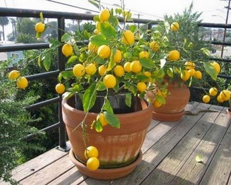 Albero di limoni
