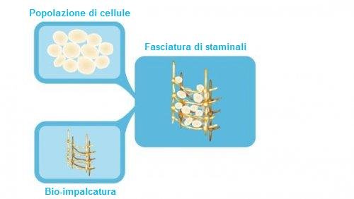 cellule staminali