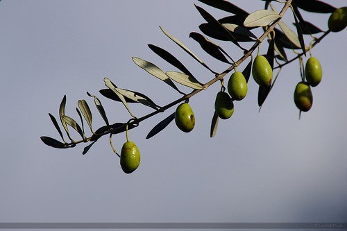 olive