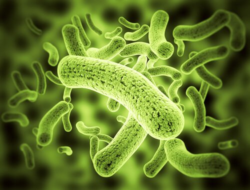 Helicobacter pylori