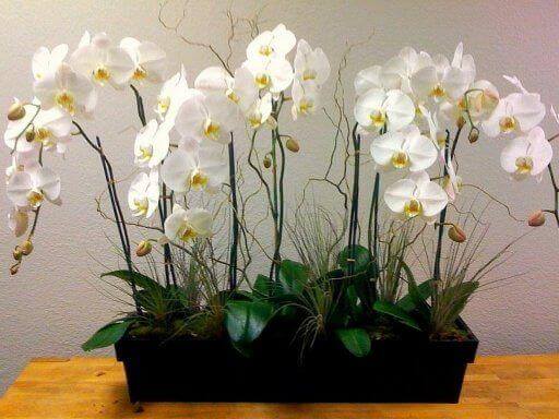 orchidee