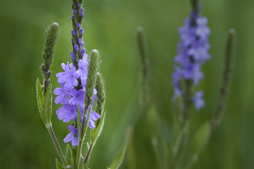 verbena contro la stitichezza