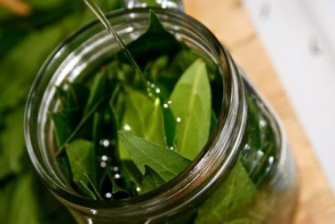 Olio essenziale di alloro: come si prepara e usa al meglio