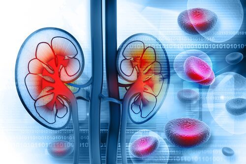 Bere acqua e limone aiuta gli organi interni