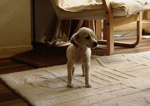 cucciolo di cane sul tappeto