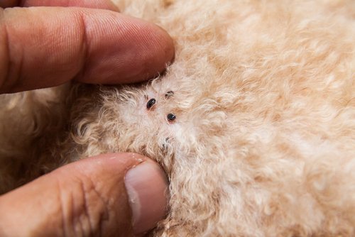 Combattere Le Pulci Con Alcuni Rimedi Naturali Vivere Piu Sani