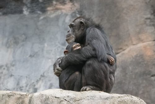 Abbraccio tra scimmie