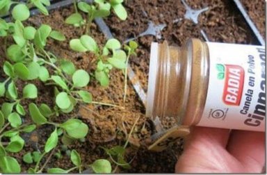 Cannella nelle piante: qual è il risultato?
