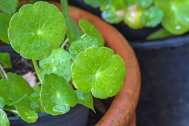 Centella asiatica: quali sono i suoi usi?