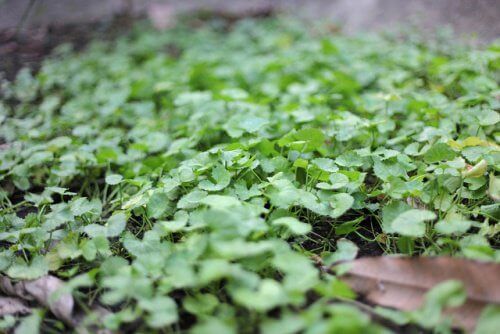 Centella asiatica