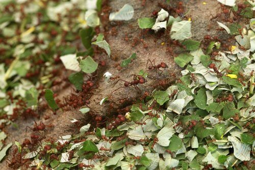 Invasione di formiche
