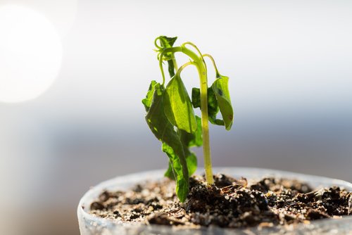 Talea appena piantata