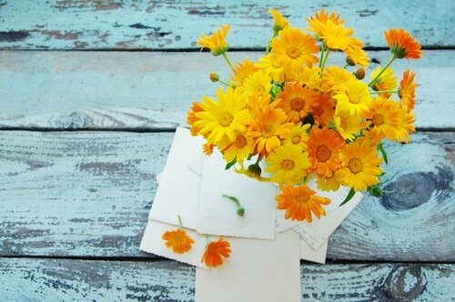 fiori di calendula