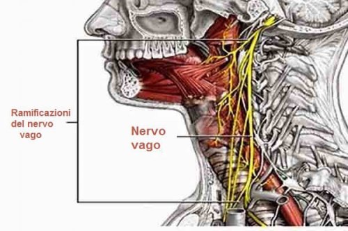nervo vago