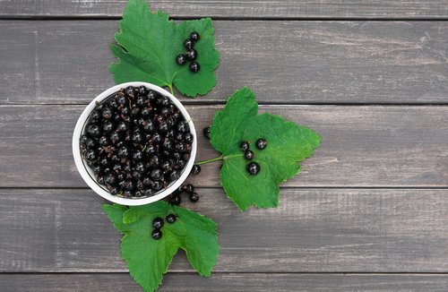 Ribes neri