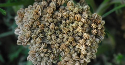 Lo Cnidium Monnieri è un'altra della piante utili ad aumentare la libido