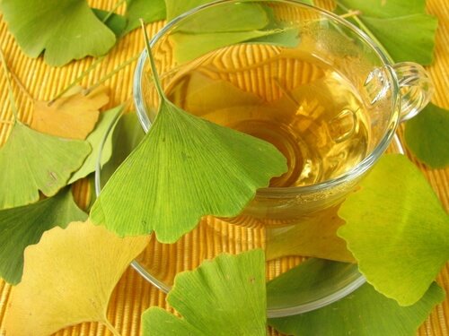 Tisana di gingko biloba