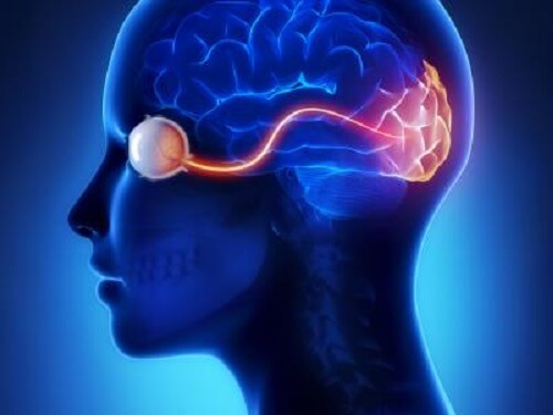 corteccia visiva