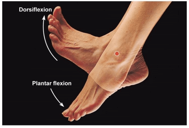 Distorsione della caviglia: movimento della caviglia.