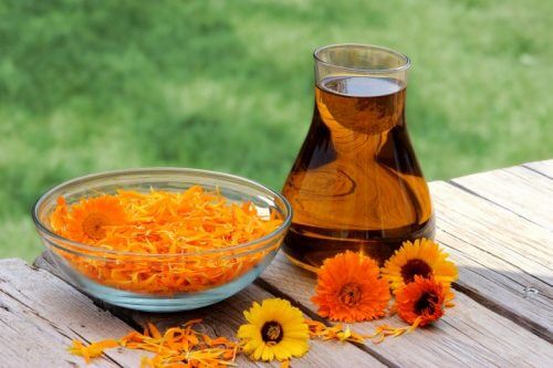 Calendula