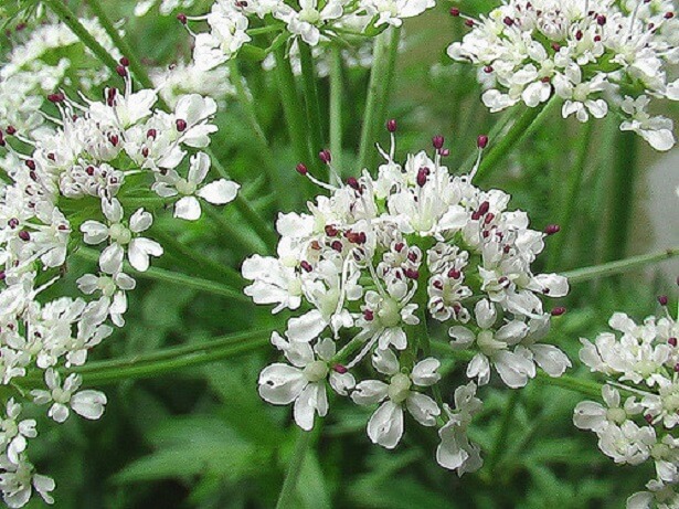 Pianta di angelica