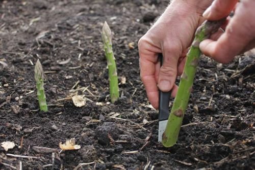 piantare gambi degli asparagi 