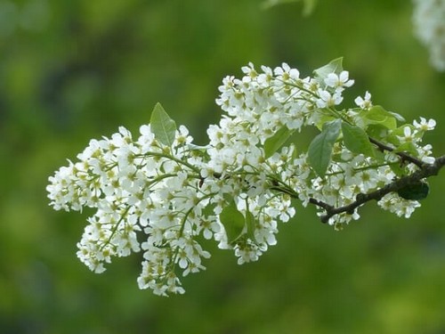 Fiore di angelica