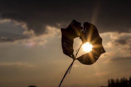 foglia bucata in controluce con dietro il sole