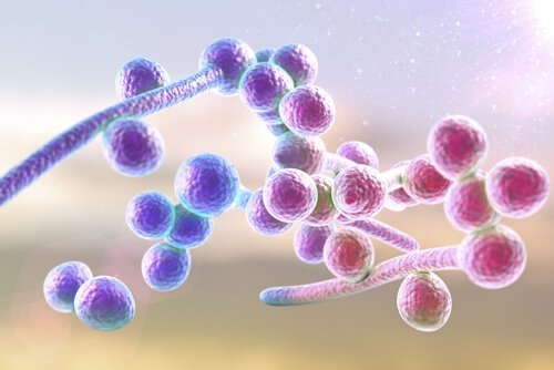Fungo candida