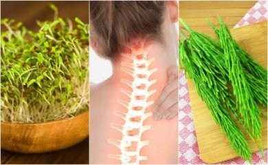 7 piante medicinali per prendersi cura della salute ossea