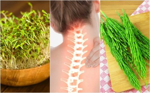 7 piante medicinali per prendersi cura della salute ossea
