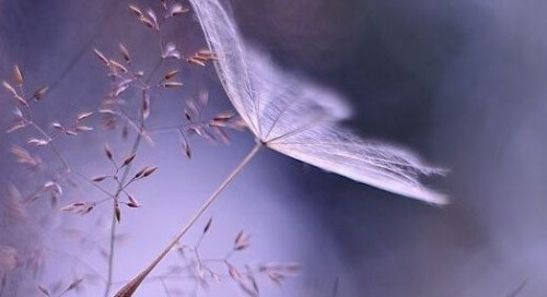 Soffione