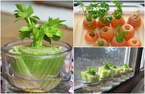 Coltivare verdure in casa con semplici trucchi