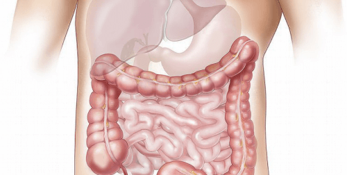 Struttura intestinale