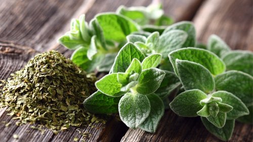 Origano