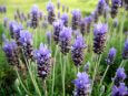 Piante di lavanda.