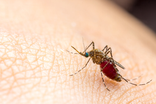 Zanzara mentre punge una persona