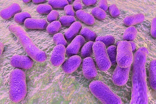 Batteri acinetobacter