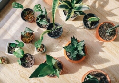 Decorare con le piante