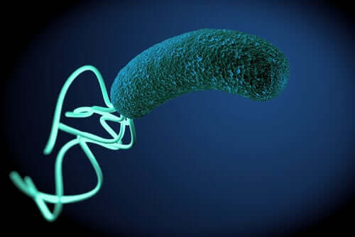 Helicobacter pylori