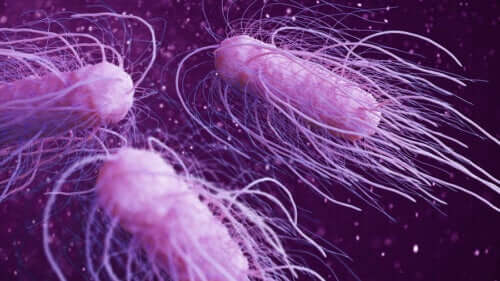 I batteri più pericolosi per gli esseri umani